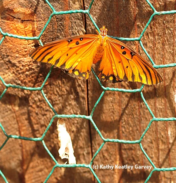 The female is doing a post-coital stretch, according to butterfly expert Art Shapiro, professor of evolution and ecology at UC Davis. "She's a tad oddly marked, too." (Photo by Kathy Keatley Garvey)