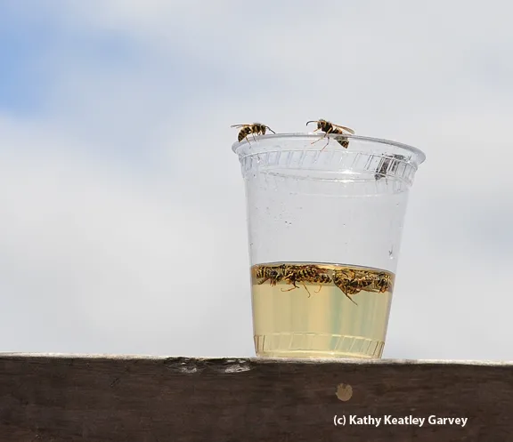Yellowjackets are attracted to this plastic container. (Photo by Kathy Keatley Garvey)