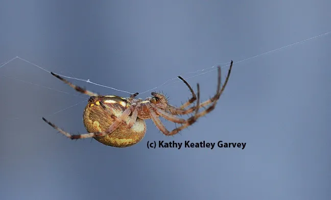 A western spotted orb weaver, Neoscona oaxacensis, finishing its web. (Photo by Kathy Keatley Garvey)