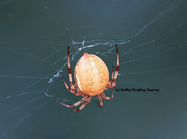 Note the round or globular abdomen on this western spotted orb weaver. (Photo by Kathy Keatley Garvey)