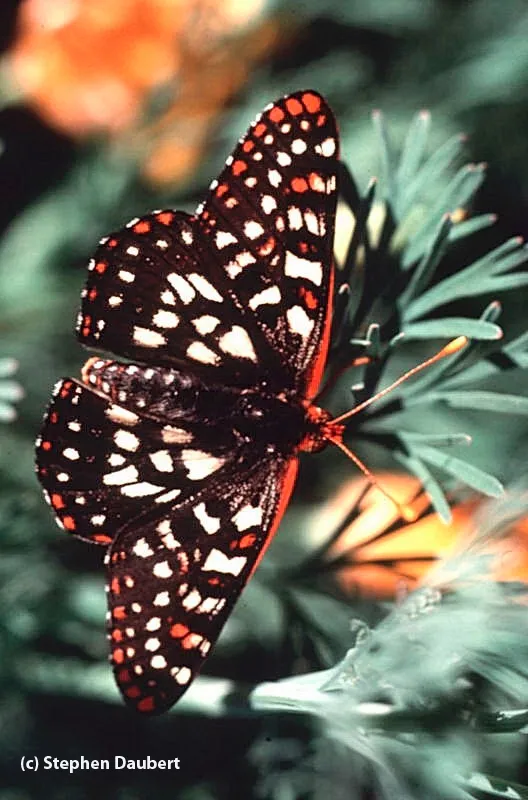 This photo, by Stephen Daubert, is of a variable checkerspot (Euphydryas chalcedona.