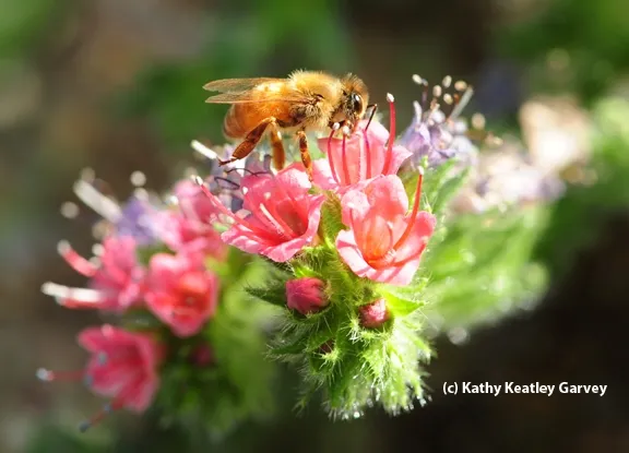 Morning light shining on honey bee. (Photo by Kathy Keatley Garvey)