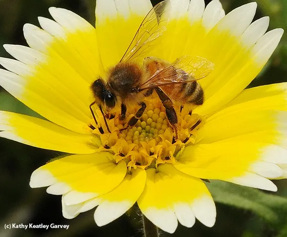 Honey bee foraging on a tidy tips wildflower, Layia platyglossa. (Photo by Kathy Keatley Garvey)