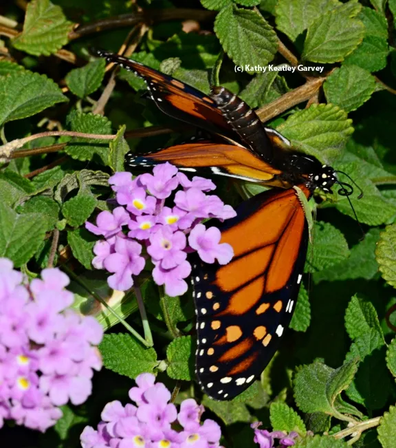 With its viselike grip, the praying mantison to its prey. (Photo by Kathy Keatley Garvey)