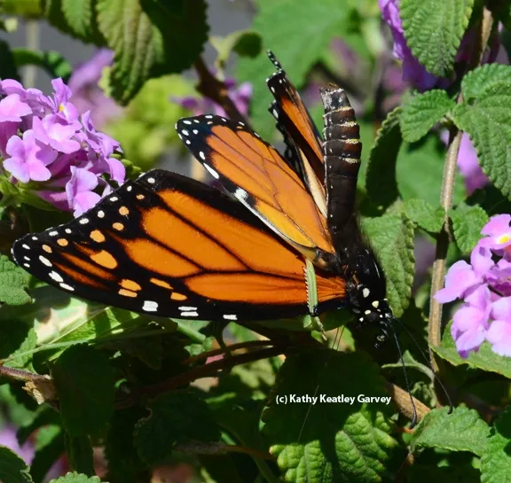 The praying mantis tightens its grip. (Photo by Kathy Keatley Garvey)