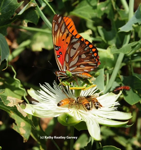 A Gulf Fritillary butterfly, Agraulis vanillae, sharing a passion flower with honey bees. (Photo by Kathy Keatley Garvey)