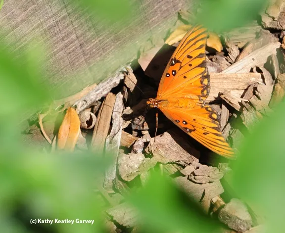 An adult Gulf Fritillary butterfly. (Photo by Kathy Keatley Garvey)