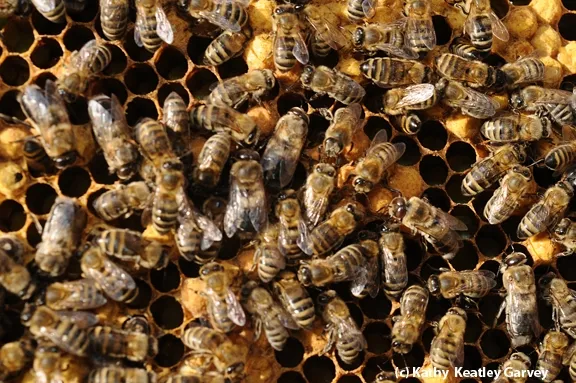 Inside the hive. (Photo by Kathy Keatley Garvey)