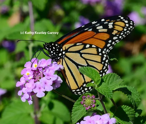 A Monarch butterfly nectaring on lantana. (Photo by Kathy Keatley Garvey)