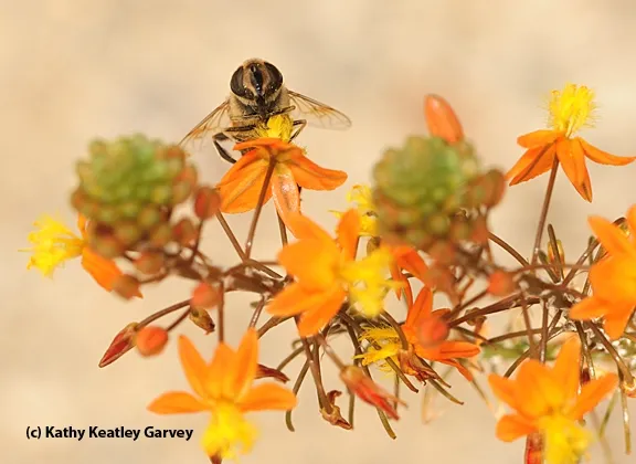Drone fly nectaring on bulbine. (Photo by Kathy Keatley Garvey