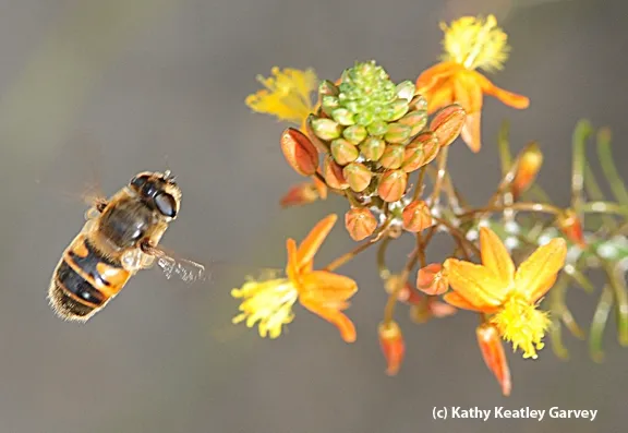 Drone fly in flight, heading toward bulbine. (Photo by Kathy Keatley Garvey