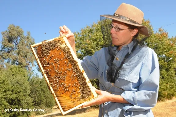 Bee breeder-geneticist Susan Cobey at the Harry H. Laidlaw Jr. Honey Bee Research Facility, UC Davis. (Photo by Kathy Keatley Garvey)