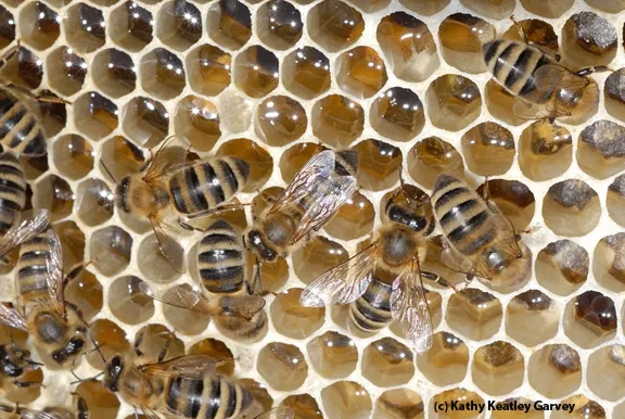 These are Carniolans, which Susan Cobey rears. (Photo by Kathy Keatley Garvey)