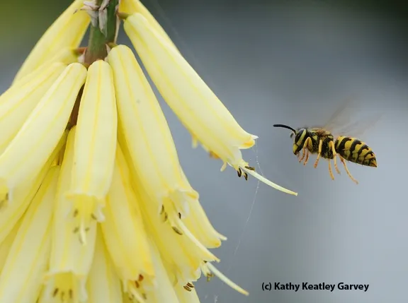 Ants and bees are more genetically related to each other than they are to social wasps, such as this yellow jacket. (Photo by Kathy Keatley Garvey)