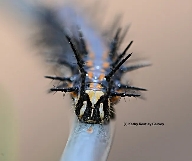 Melanic phase of a Gulf Fritillary caterpillar, rare in California. (Photo by Kathy Keatley Garvey