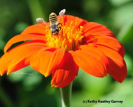 Leafcutting bee, Megachile fidelis, on Mexican sunflower, Tithonia. (Photo by Kathy Keatley Garvey)