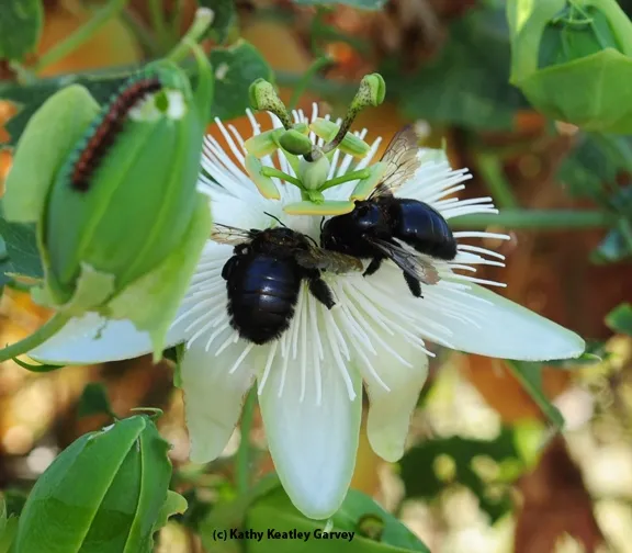 Two female Valley carpenter bees sharing a passion flower. Note the Gulf Fritillary caterpillar. (Photo by Kathy Keatley Garvey)