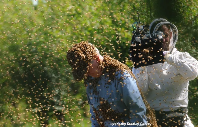 Jumping up and down will dislodge the bees. (Photo by Kathy Keatley Garvey)