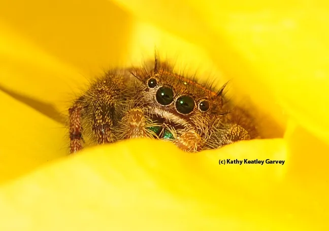 Jumping spider peering between the petals of a yellow rose. (Photo by Kathy Keatley Garvey)