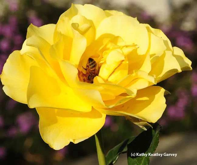 The prey (honey bee) that the predator (jumping spider) was seeking. (Photo by Kathy Keatley Garvey)