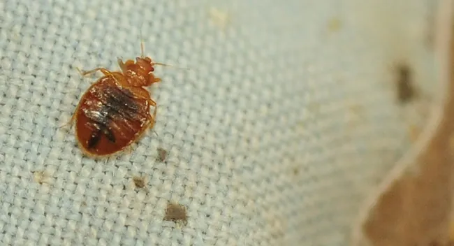This bed bug was a popular attraction at a Briggs Hall display during the 2012 UC Davis Picnic Day. (Photo by Kathy Keatley Garvey)