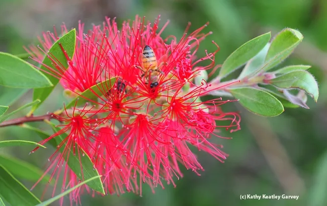 Honey bee on a bottlebrush at the Haagen-Dazs Honey Bee Haven. (Photo by Kathy Keatley Garvey)