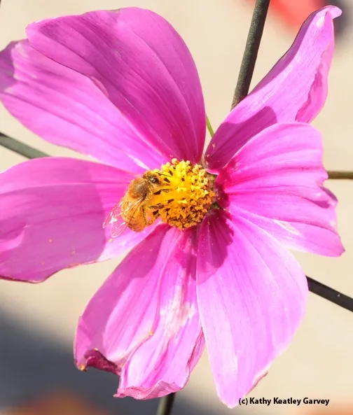 This honey bee is "in the pink"--pink cosmos. (Photo by Kathy Keatley Garvey)