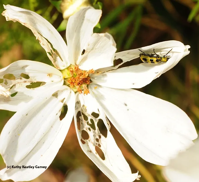 Spotted cucumber beetle and its path of destruction. (Photo by Kathy Keatley Garvey)