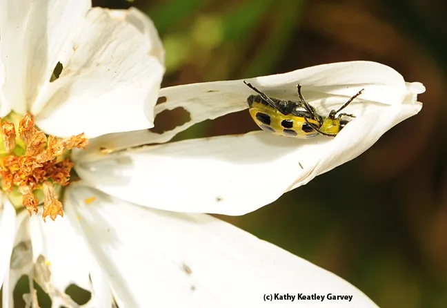 Close-up of the spotted cucumber beetle. (Photo by Kathy Keatley Garvey)