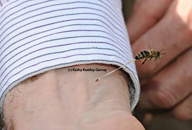 This image, "The Sting," drew $900 at the California State Beekeepers' Association auction. (Photo by Kathy Keatley Garvey)
