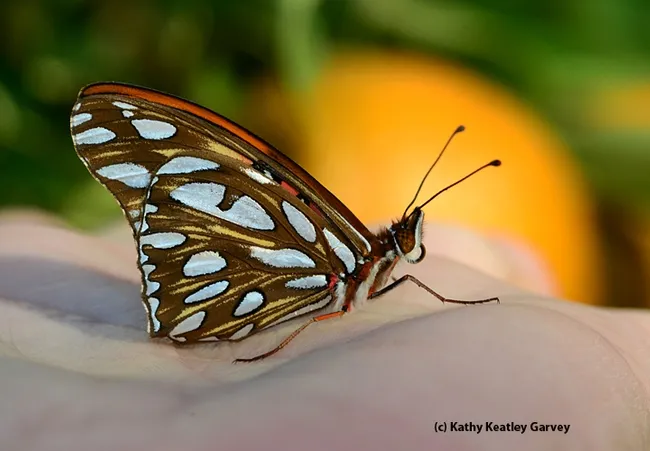 Newly emerged Gulf Fritillary butterfly.(Photo by Kathy Keatley Garvey)