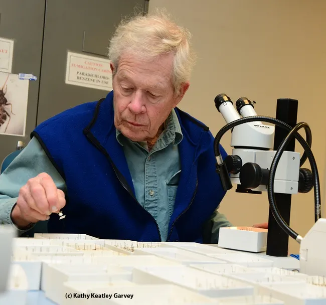 Noted entomologist Jerry Powell, director emeritus of the Essig Museum of Entomology, UC Berkeley, volunteers at the Bohart Museum. (Photo by Kathy Keatley Garvey)