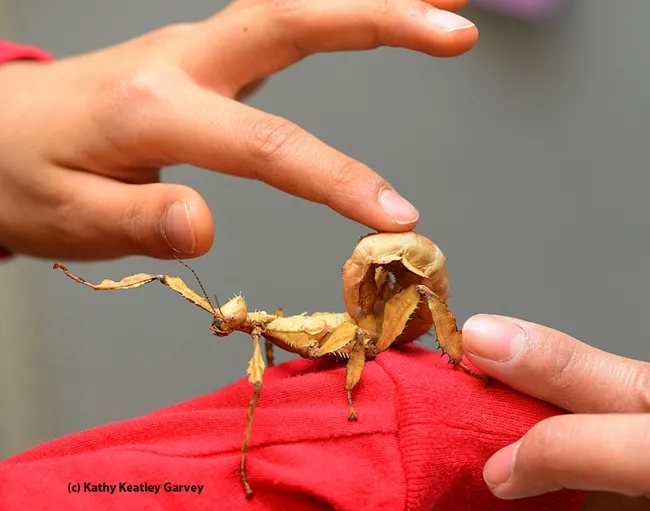 Hands reach out to touch the Australian walking stick. (Photo by Kathy Keatley Garvey)