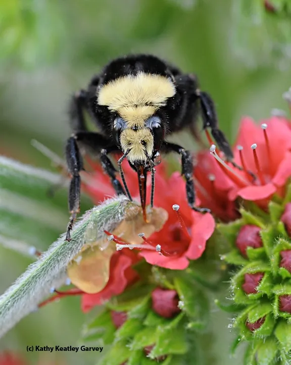A yellow-faced bumble bee, Bombus vosnesenskii, on tower of jewels. (Photo by Kathy Keatley Garvey)