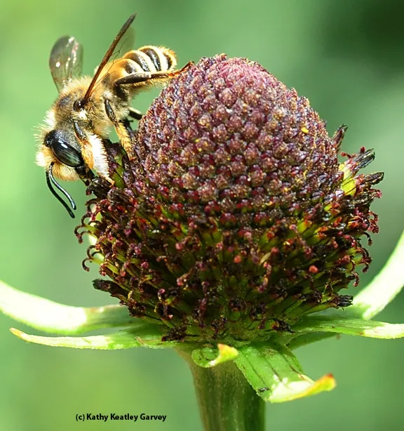 Male leafcutter bee, Megachile fidelis, as identified by Robbin Thorp, on coneflower. (Photo by Kathy Keatley Garvey)