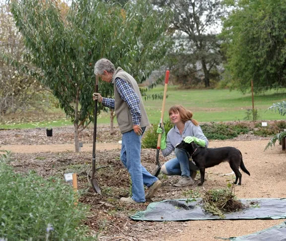 Sarah Hodge pets Olive, while Kris Kolb gardens. (Photo by Kathy Keatley Garvey)