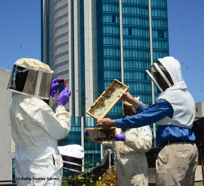 The San Francisco Chronicle engages in rooftop beekeeping and maintains two colonies and a fruit and vegetable garden. Journalists Deb Wandell and Meredith May are the beekeepers. Extension apiculturist Eric Mussen of the UC Davis Department of Entomology Nematology and Queen Turner, head of the beekeeping Section, Ministry of Agriculture, Botswana, inspected the hives last June. From left are Turner, Wandell and Mussen. (Photo by Kathy Keatley Garvey)