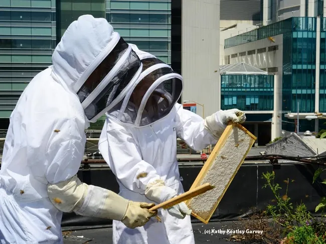 San Francisco Chronicle journalists/beekeepers Journalists Meredith May (left) and Deb Wandell inspect a frame of honey on the Chronicle's rooftop. (Photo by Kathy Keatley Garvey)