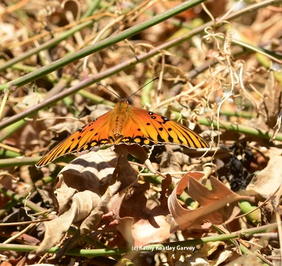 Gulf Fritillary spreading her wings. (Photo by Kathy Keatley Garvey)