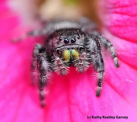 Jumping spider, a floral visitor. (Photo by Kathy Keatley Garvey)