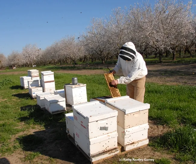 Bee breeder-geneticist Michael "Kim" Fondrk works the Page bees in a Dixon almond orchard. (Photo by Kathy Keatley Garvey)