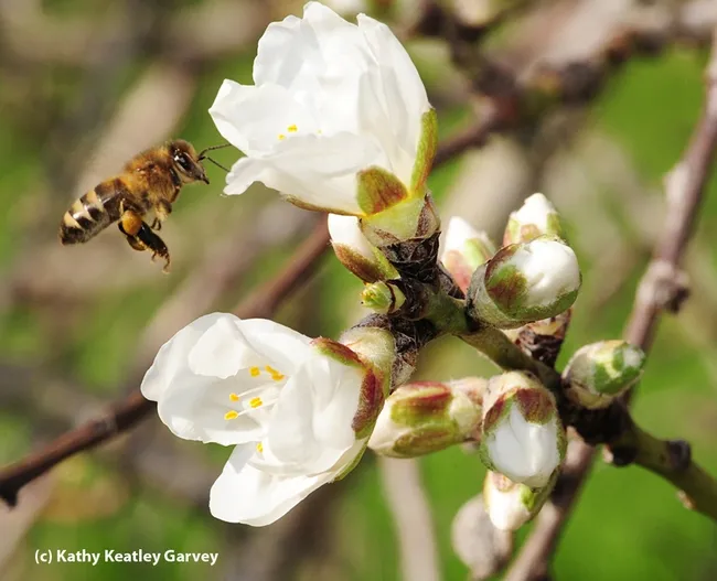 A honey bee heading toward an almond blossom. The honey bee is one of the candidates for Insect News Network's Bug of the Year. (Photo by Kathy Keatley Garvey)