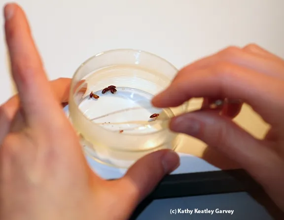 Forceps held by Danielle Wishon zero in on a bed bug to be fed. (Photo by Kathy Keatley Garvey)