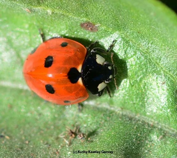 Saturated. (Photo by Kathy Keatley Garvey)