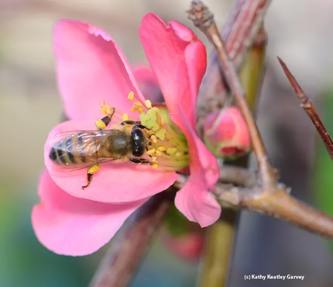 Honey bee foraging on flowering quince. (Photo by Kathy Keatley Garvey)