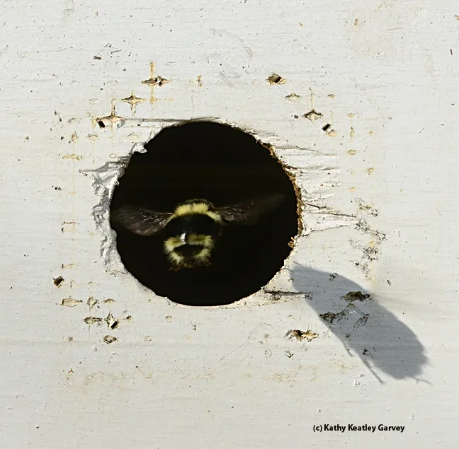 Queen bumble bee heads into the entrance of a nuc box, which may be her new home. (Photo by Kathy Keatley Garvey)