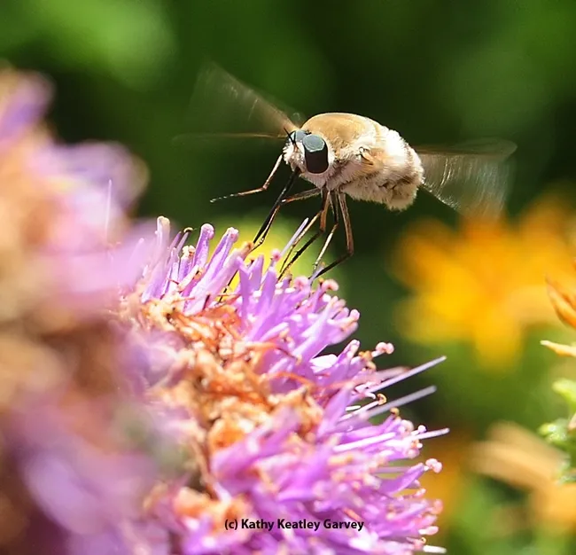 A long-nosed bee fly in the Storer Garden, UC Davis Arboretum. (Photo by Kathy Keatley Garvey
