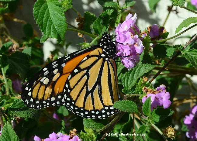 Monarch butterfly nectaring on lantana on Oct. 27, 2013 in Vacaville, Calif. (Photo by Kathy Keatley Garvey)