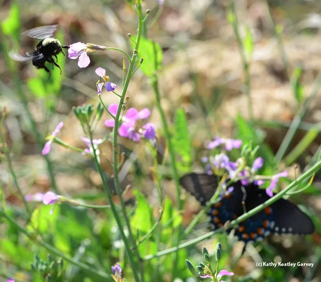 Yellow-faced bumble bee, Bombus vosnesenskii, and Pipevine Swallowtail, Battis philenor. (Photo by Kathy Keatley Garvey)
