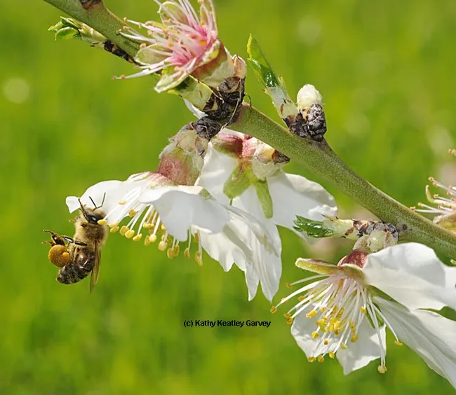 Honey bee packing pollen on an almond tree at UC Davis--on the grounds of the Harry H. Laidlaw Jr. Honey Bee Research Facility--several years ago. (Photo by Kathy Keatley Garvey)